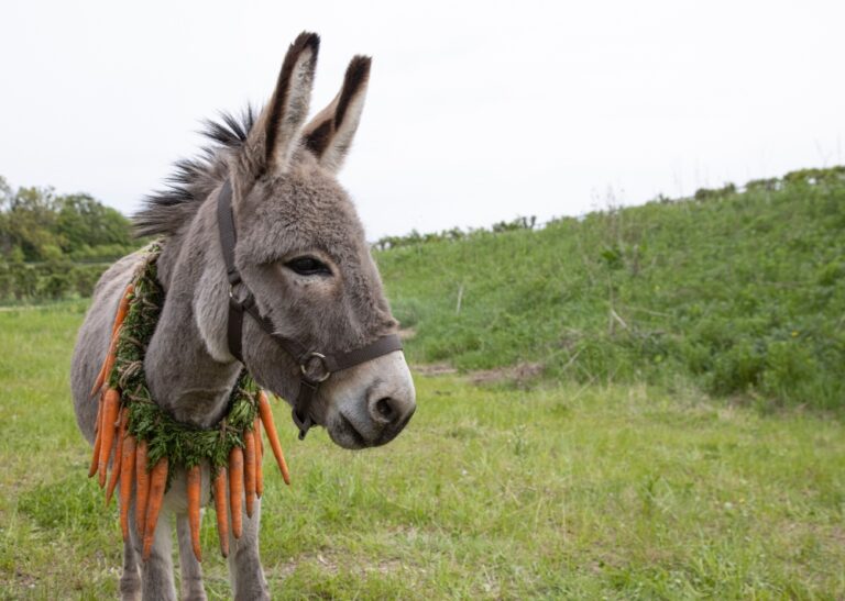 EO the donkey stood in a field in EO (directed by Jerzy Skolimowski).
