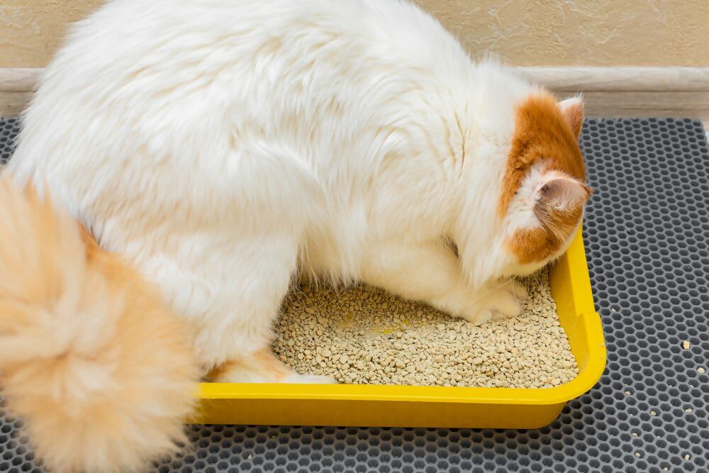 Cat litter tray