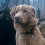 Good Boy - Indy in woods (1)