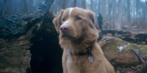 Good Boy - Indy in woods (1)