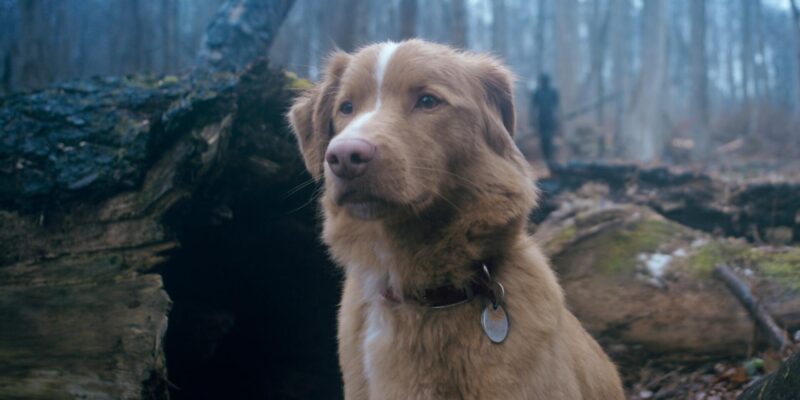 Good Boy - Indy in woods (1)