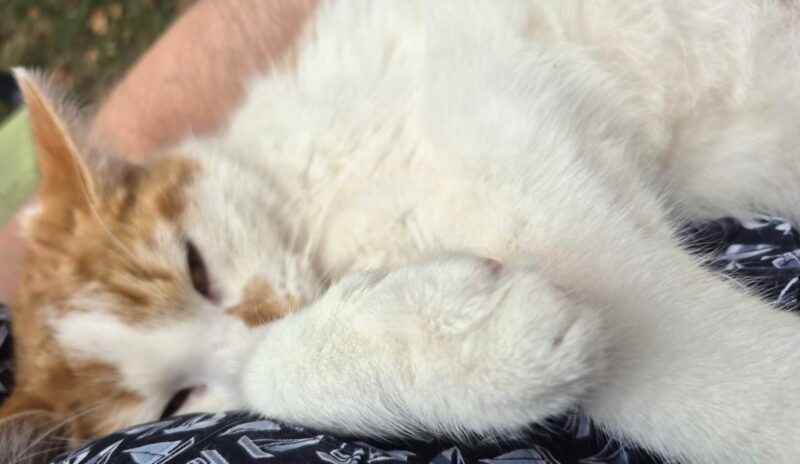 Norman the cat