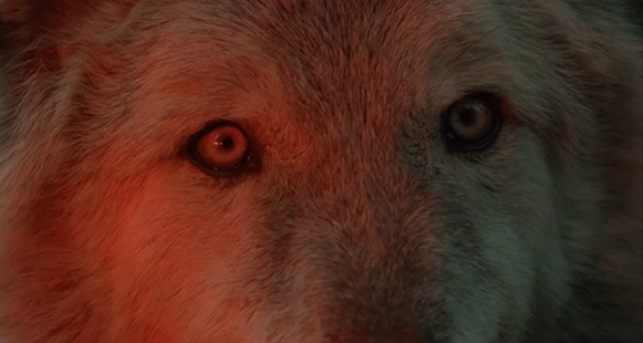 A wolf looking at Michael Caine