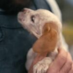the odyssey trailer puppy