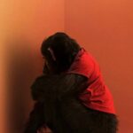primate film