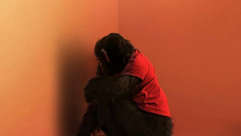 primate film
