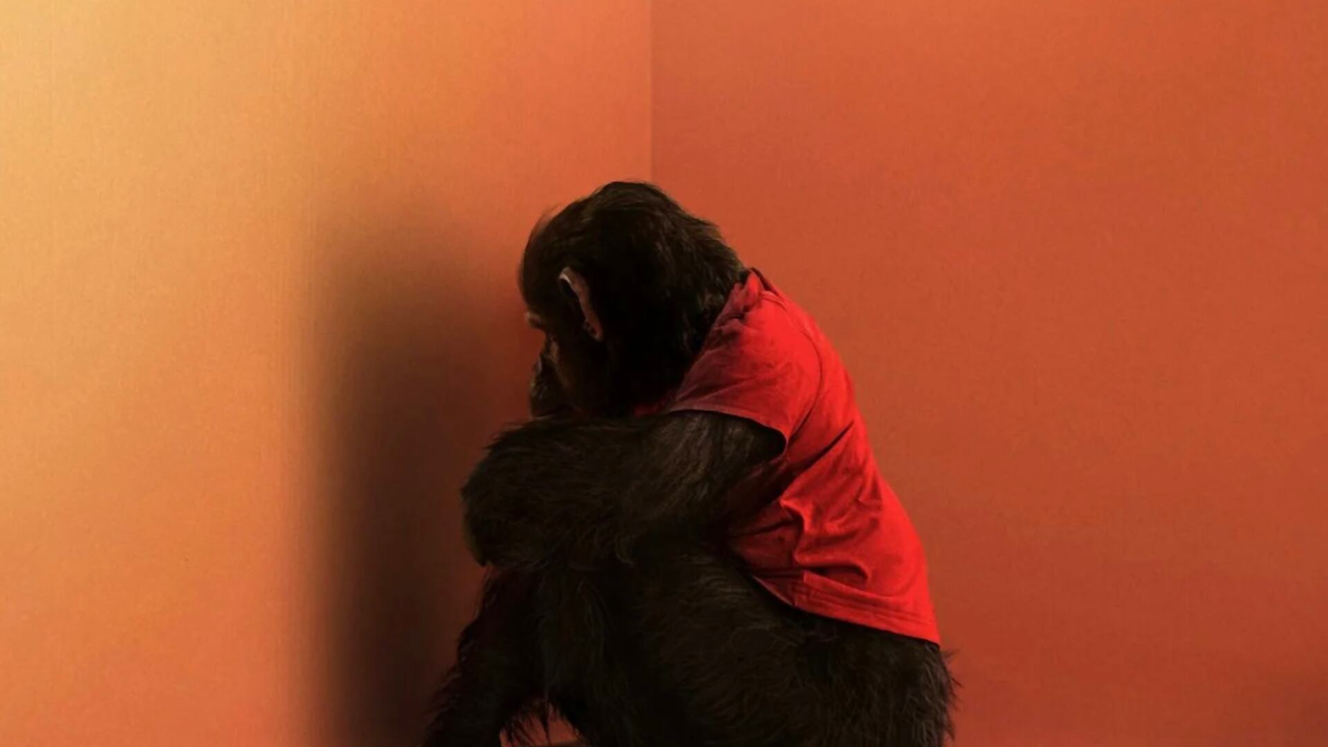 primate film