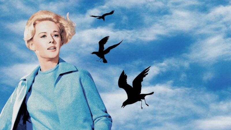 the birds
